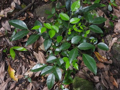 Bergera euchrestifolia, photographed by Jacy Chen