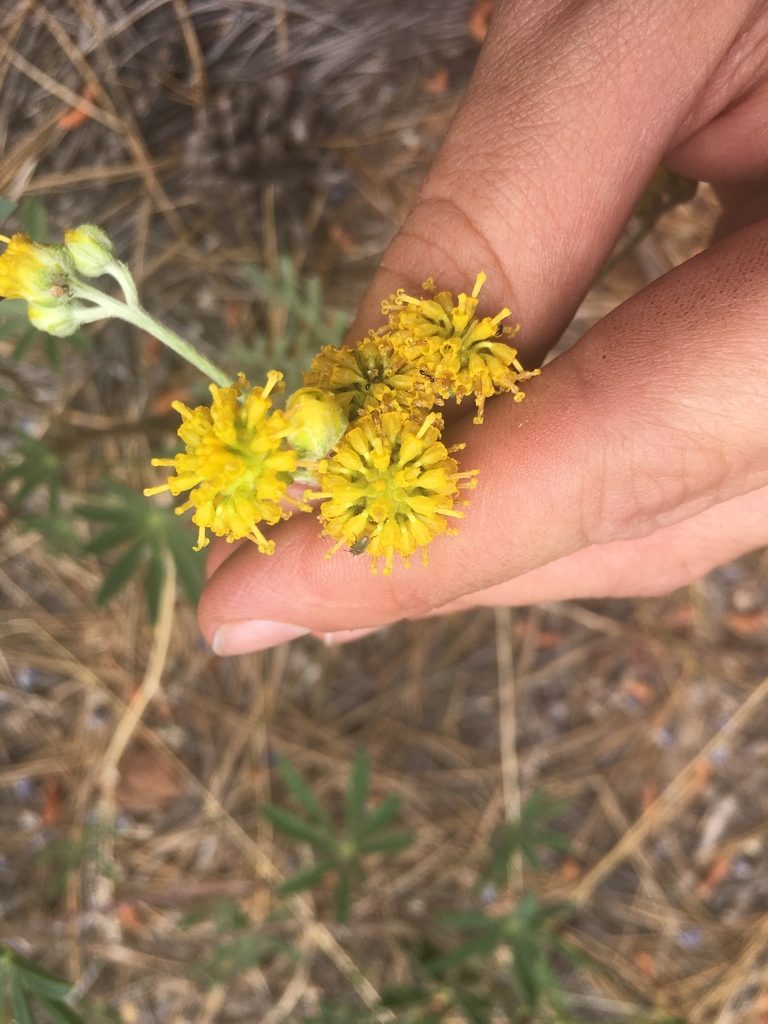 Hymenopappus mexicanus, photographed by Trystan Harpold