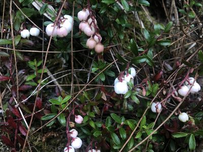 Gaultheria borneensis, photographed by Cheng-Tao Lin