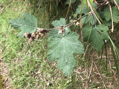 Rubus formosensis, photographed by Cheng-Tao Lin