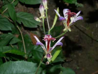 Tricyrtis lasiocarpa, photographed by Jacy Chen