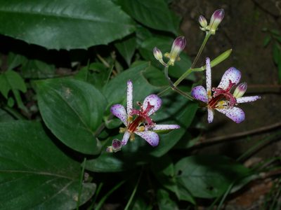 Tricyrtis lasiocarpa, photographed by Jacy Chen