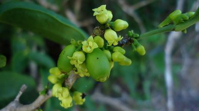 Schoepfia brasiliensis, photographed by russiannaturalistbrazil