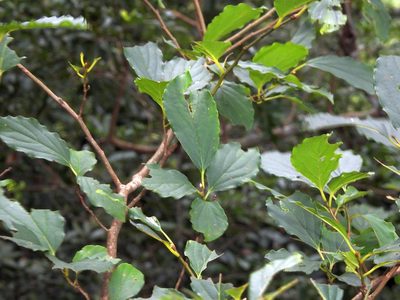 Diospyros oldhamii, photographed by Jacy Chen