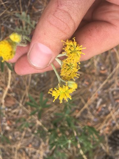 Hymenopappus mexicanus, photographed by Trystan Harpold