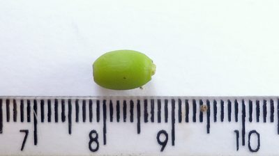 Schoepfia brasiliensis, photographed by russiannaturalistbrazil