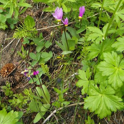 Primula conjugens, photographed by george7cal