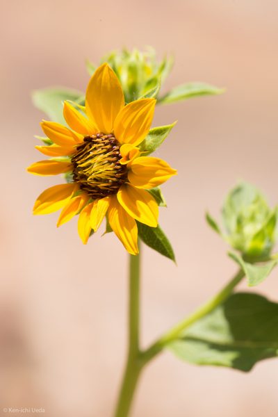 Helianthus bolanderi, photographed by Ken-ichi Ueda