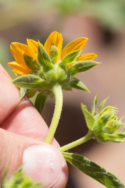 Helianthus bolanderi, photographed by Ken-ichi Ueda