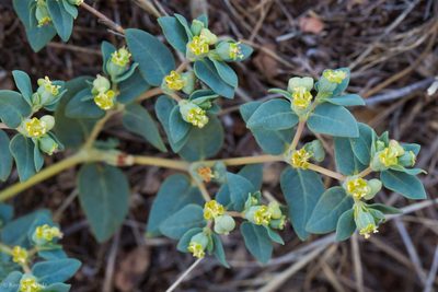 Euphorbia ocellata, photographed by Ken-ichi Ueda