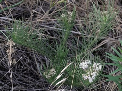Asclepias pumila, photographed by Colin Croft