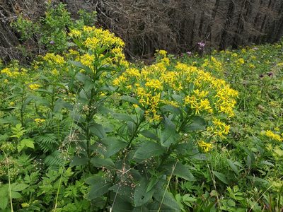 Senecio hercynicus, photographed by Jens-Christian Svenning