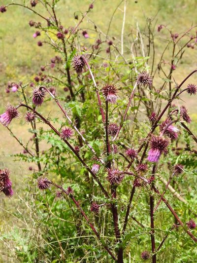Cirsium vinaceum, photographed by CK2AZ