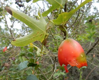 Coccinia quinqueloba, photographed by Henry de Lange