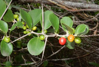 Dovyalis rotundifolia, photographed by Henry de Lange