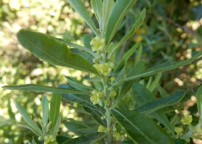 Clutia daphnoides, photographed by Henry de Lange