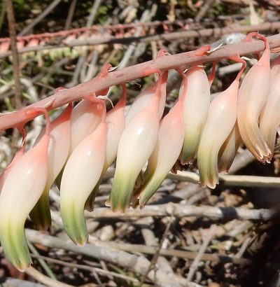 Gasteria excelsa, photographed by Henry de Lange