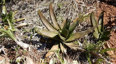 Gasteria excelsa, photographed by Henry de Lange