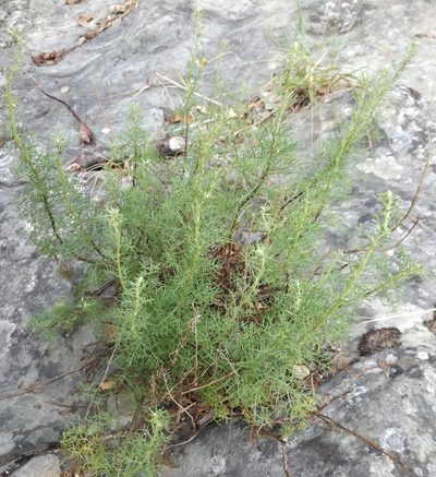 Artemisia alba, photographed by Andrea Meucci