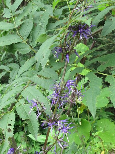 Asyneuma japonicum, photographed by Repina Tatyana