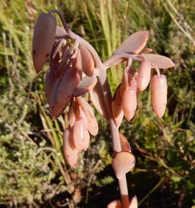 Kalanchoe fedtschenkoi, photographed by Henry de Lange