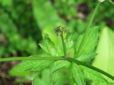 Sanicula chinensis, photographed by Repina Tatyana