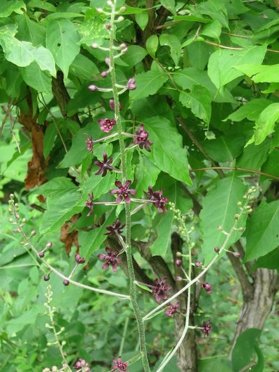 Veratrum maackii, photographed by Repina Tatyana