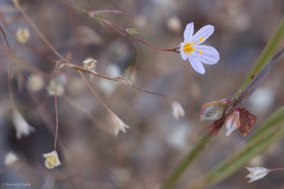 Leptosiphon filipes, photographed by Ken-ichi Ueda