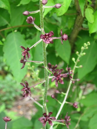Veratrum maackii, photographed by Repina Tatyana