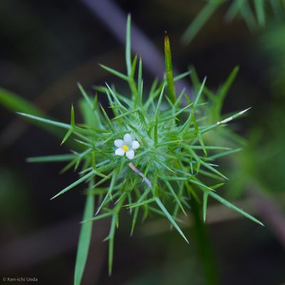 Navarretia intertexta, photographed by Ken-ichi Ueda