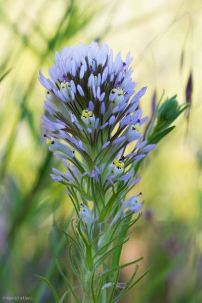 Castilleja lineariloba, photographed by Ken-ichi Ueda