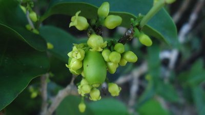 Schoepfia brasiliensis, photographed by russiannaturalistbrazil