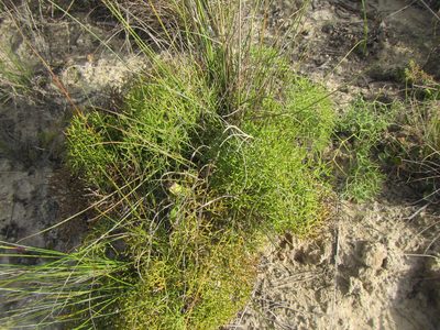 Nanobubon capillaceum, photographed by douglaseustonbrown