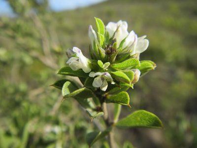 Psoralea prodiens, photographed by douglaseustonbrown