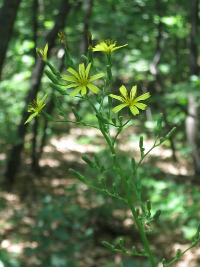Lactuca raddeana, photographed by Repina Tatyana