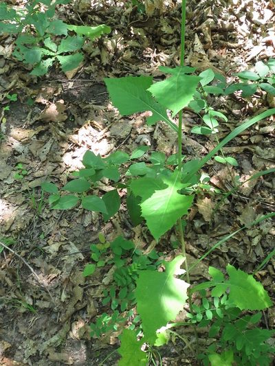 Lactuca raddeana, photographed by Repina Tatyana