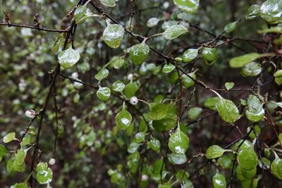 Coprosma rubra, photographed by John Barkla