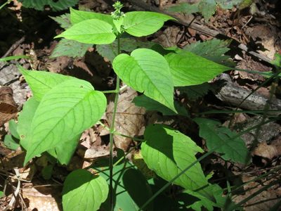 Circaea cordata, photographed by Repina Tatyana