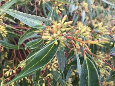 Eucalyptus marginata, photographed by Ann Bentley
