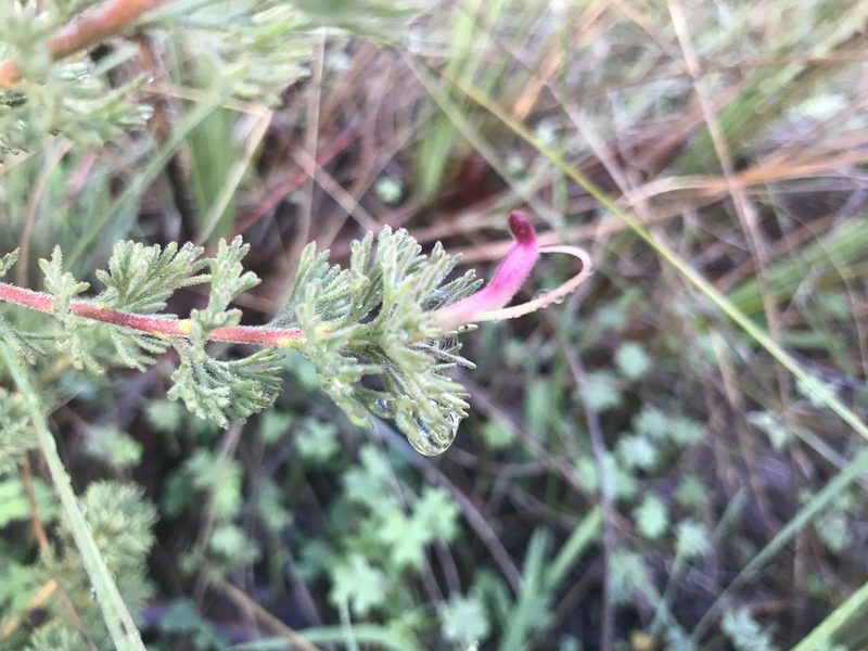 Adenanthos meisneri, photographed by Ann Bentley