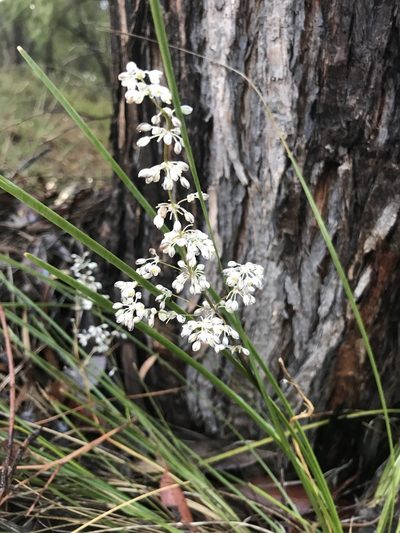 Lomandra nigricans, photographed by Ann Bentley