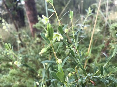 Phyllanthus calycinus, photographed by Ann Bentley