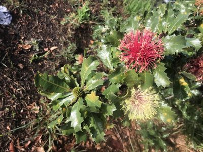 Banksia ilicifolia, photographed by Ann Bentley