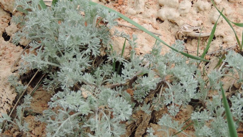 Artemisia lercheana, photographed by Valerii Darmostuk