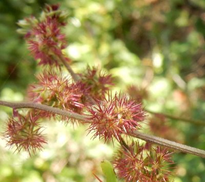 Pupalia lappacea, photographed by Henry de Lange