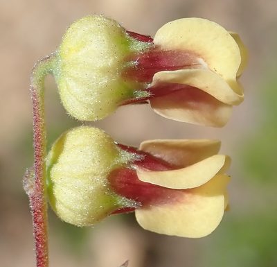 Hermannia gracilis, photographed by Nicola van Berkel