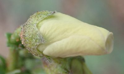 Hermannia pulverata, photographed by Nicola van Berkel