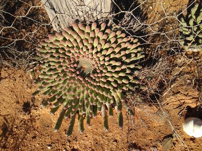 Euphorbia esculenta, photographed by Brian du Preez