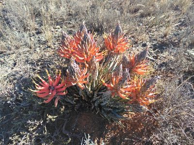 Aloe longistyla, photographed by Brian du Preez