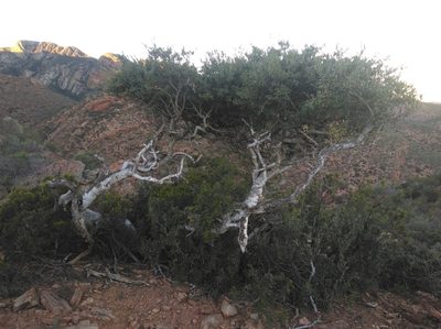 Boscia oleoides, photographed by Brian du Preez